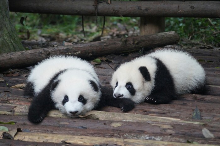 Pandas - served via /api/image-proxy